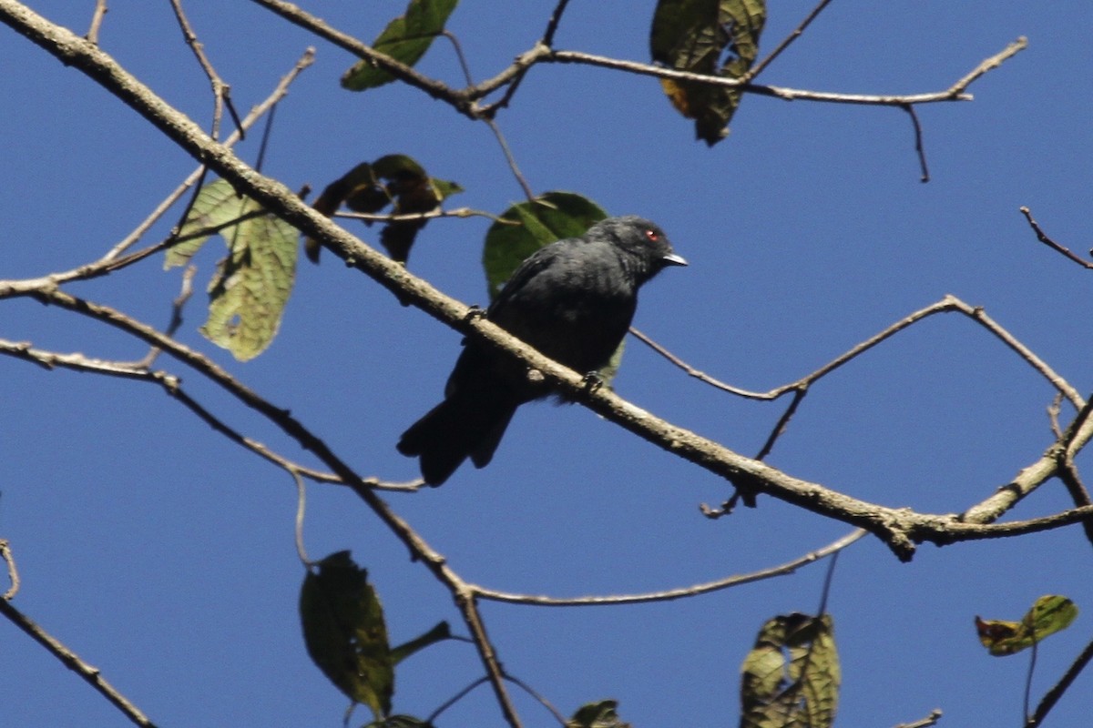 Dusky Tit - ML183476821