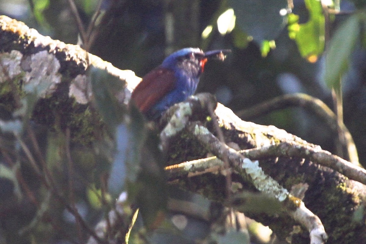 Blue-headed Bee-eater - ML183476851