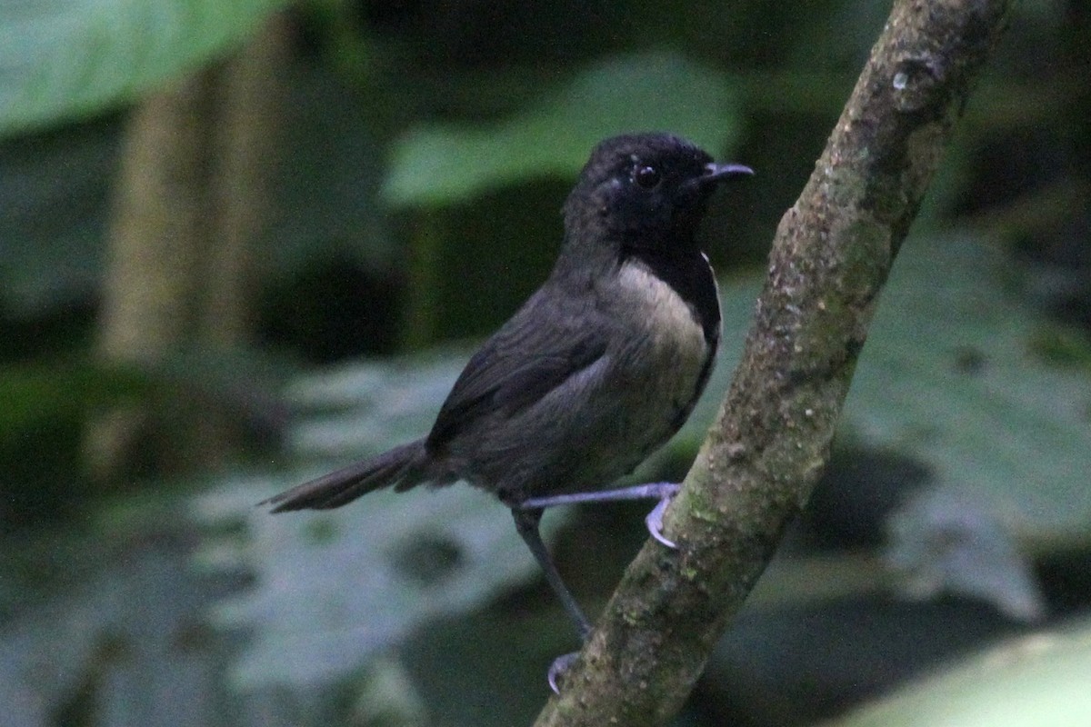 Prinia Carinegra - ML183476931