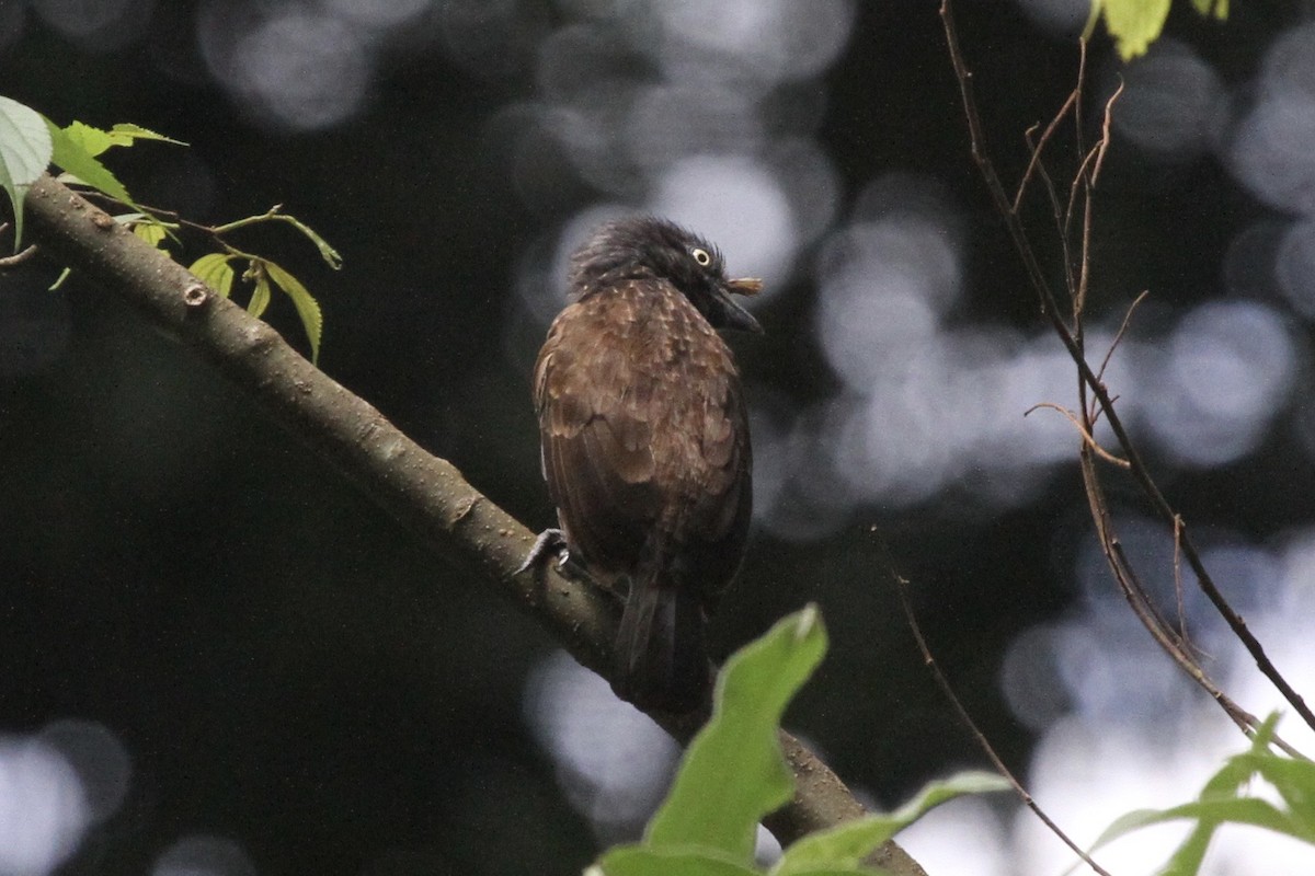 Barbudo Gorjigrís - ML183477021