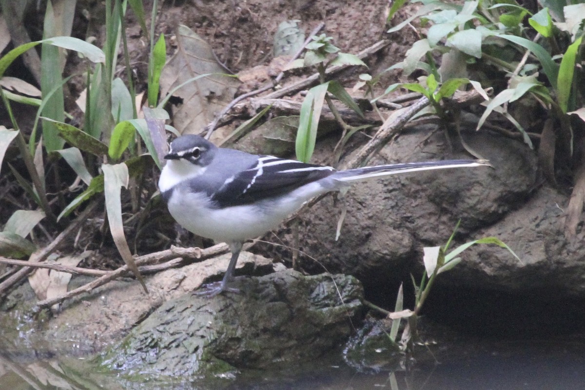 Mountain Wagtail - ML183477301