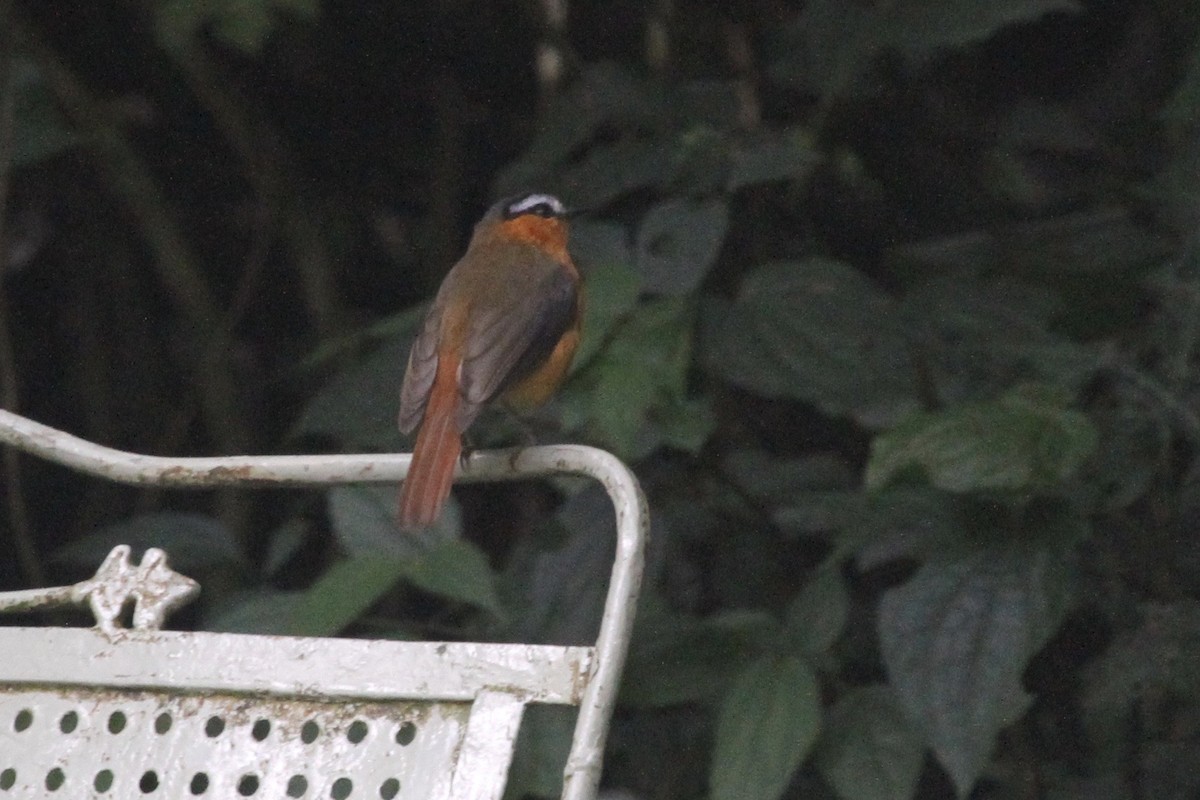 Gray-winged Robin-Chat - ML183477311