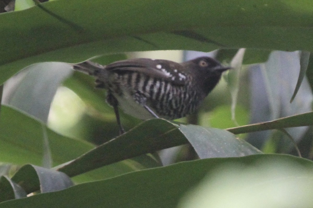 Banded Prinia - ML183477441