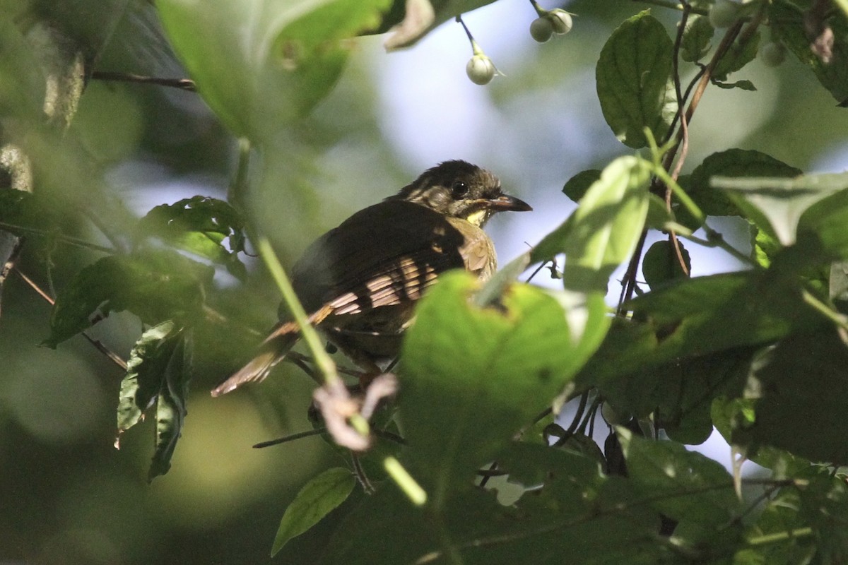 Bulbul Sibá - ML183477561