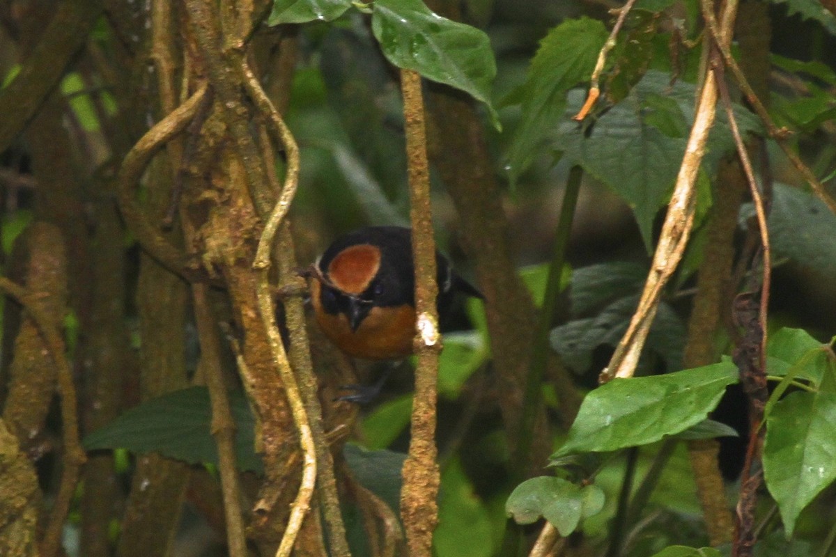 Lühder's Bushshrike - ML183477751