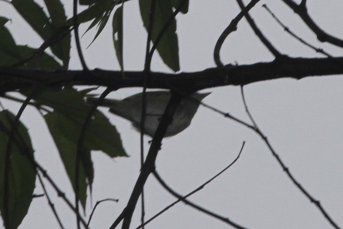 Uganda Woodland-Warbler - Juan martinez