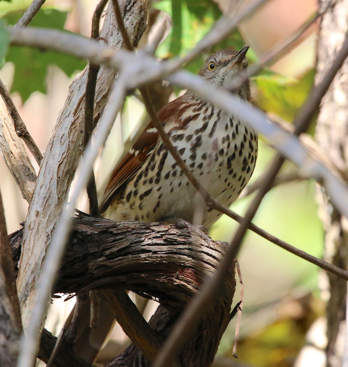 Brown Thrasher - ML183478001