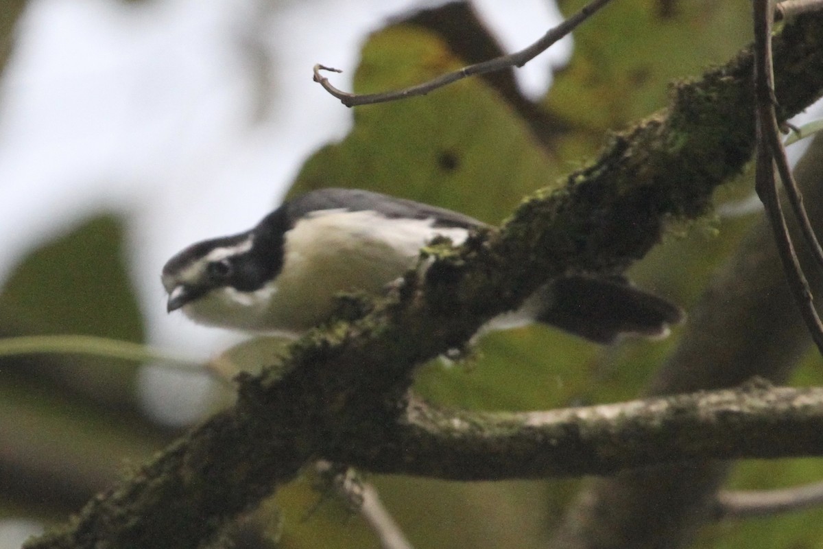 Gray-green Bushshrike - ML183478681