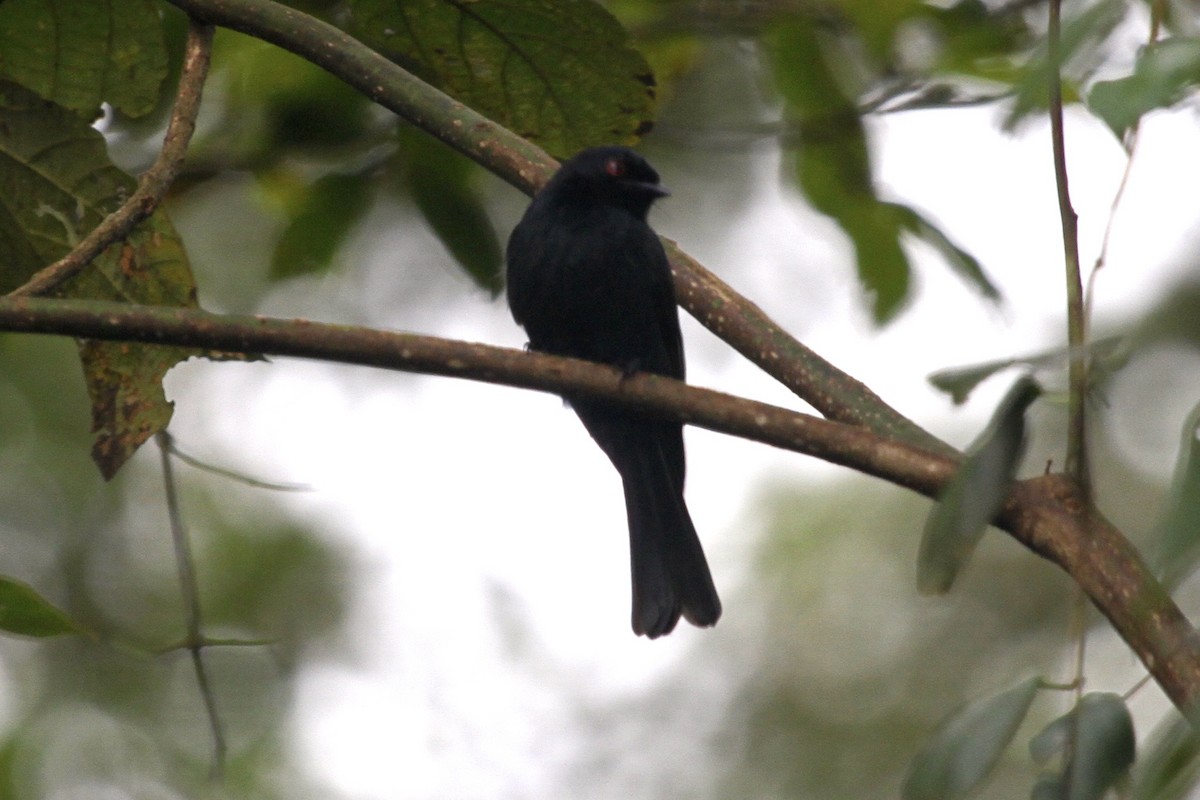 smådrongo (sharpei) - ML183479231