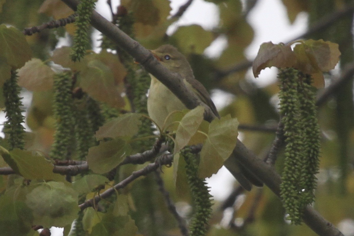 Icterine Warbler - ML183480311