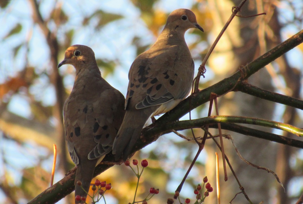 Mourning Dove - ML183480451