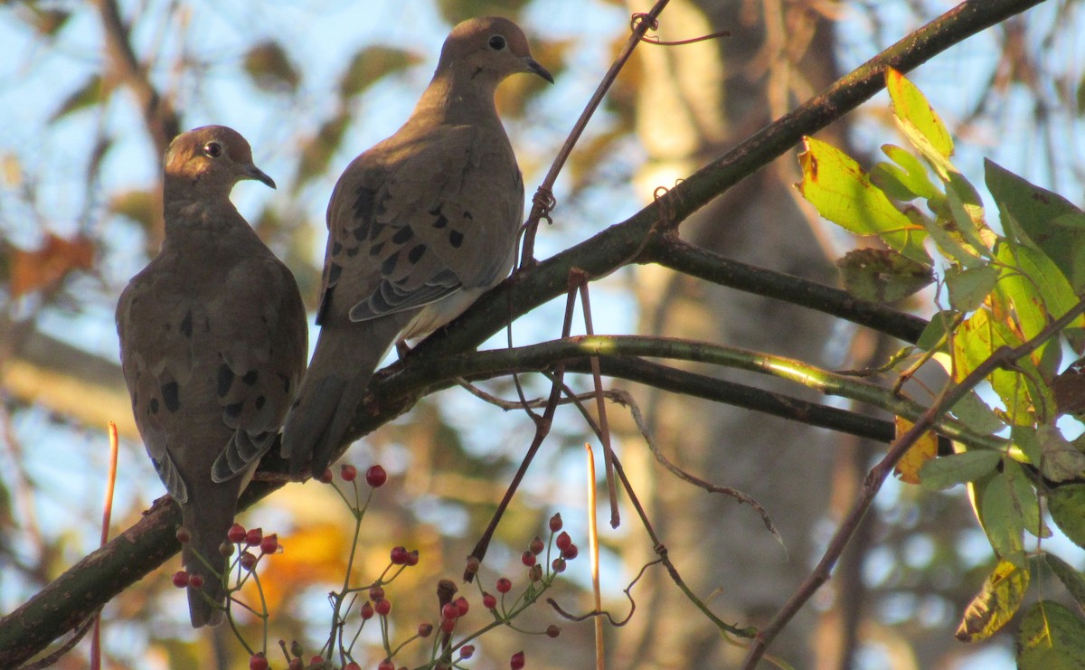 Mourning Dove - ML183480461