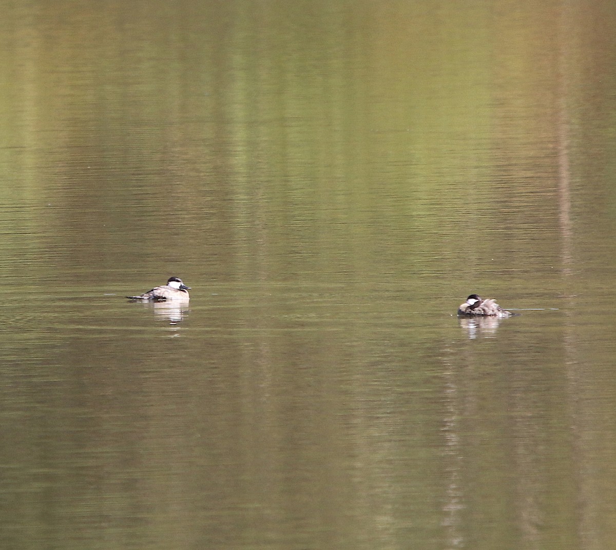Ruddy Duck - ML183481841