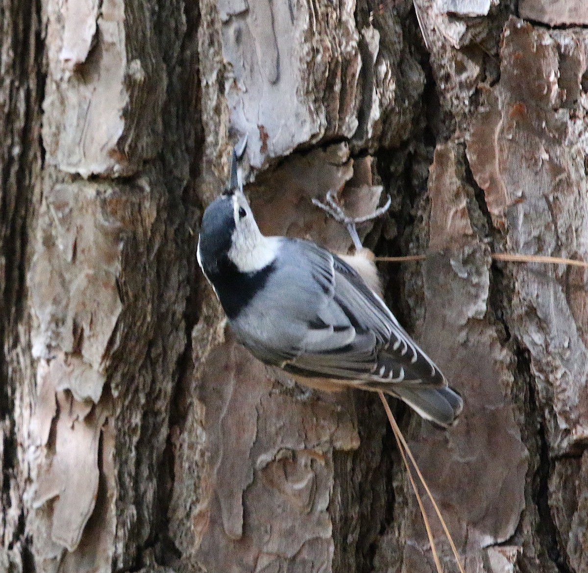 White-breasted Nuthatch - ML183482211