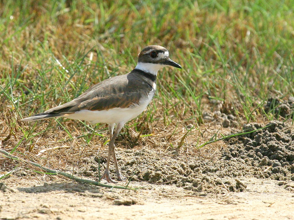 Killdeer - Jonathan Dowell