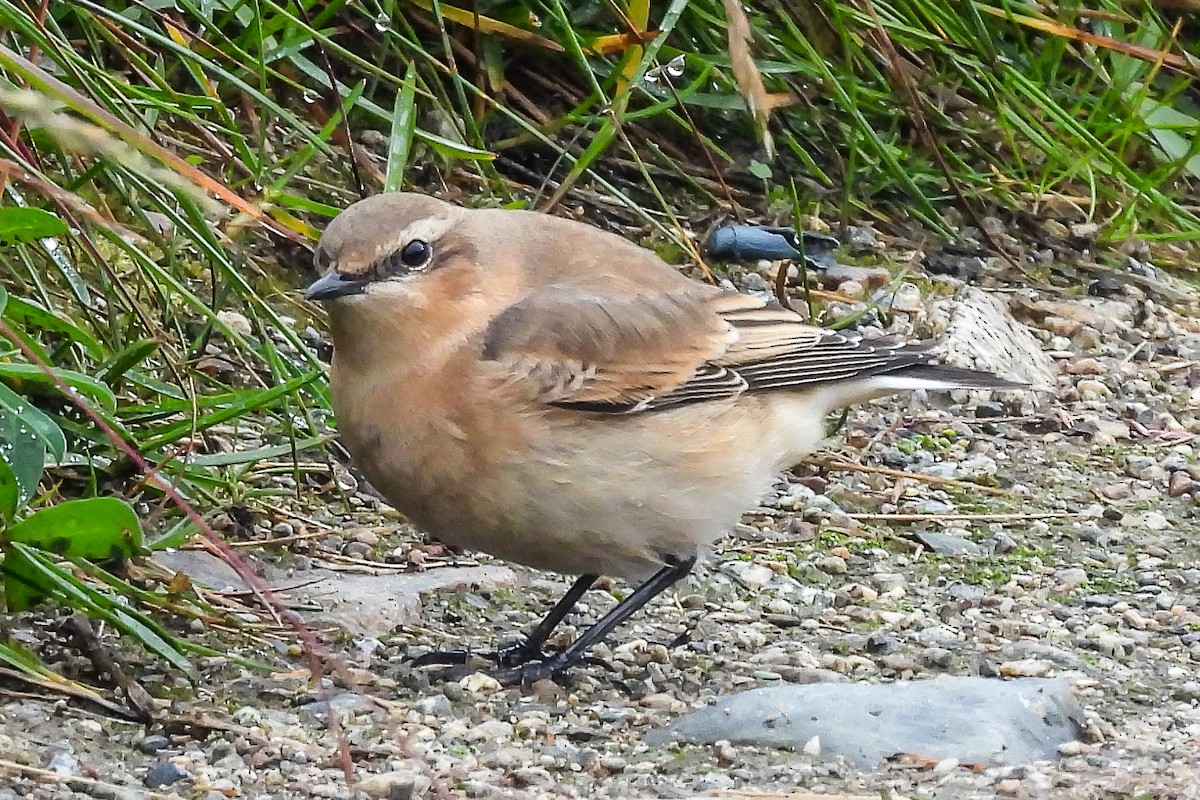 Northern Wheatear (Greenland) - ML183483651