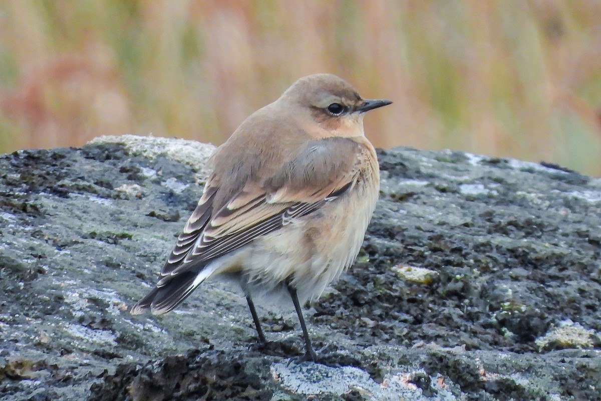 Northern Wheatear (Greenland) - ML183483671