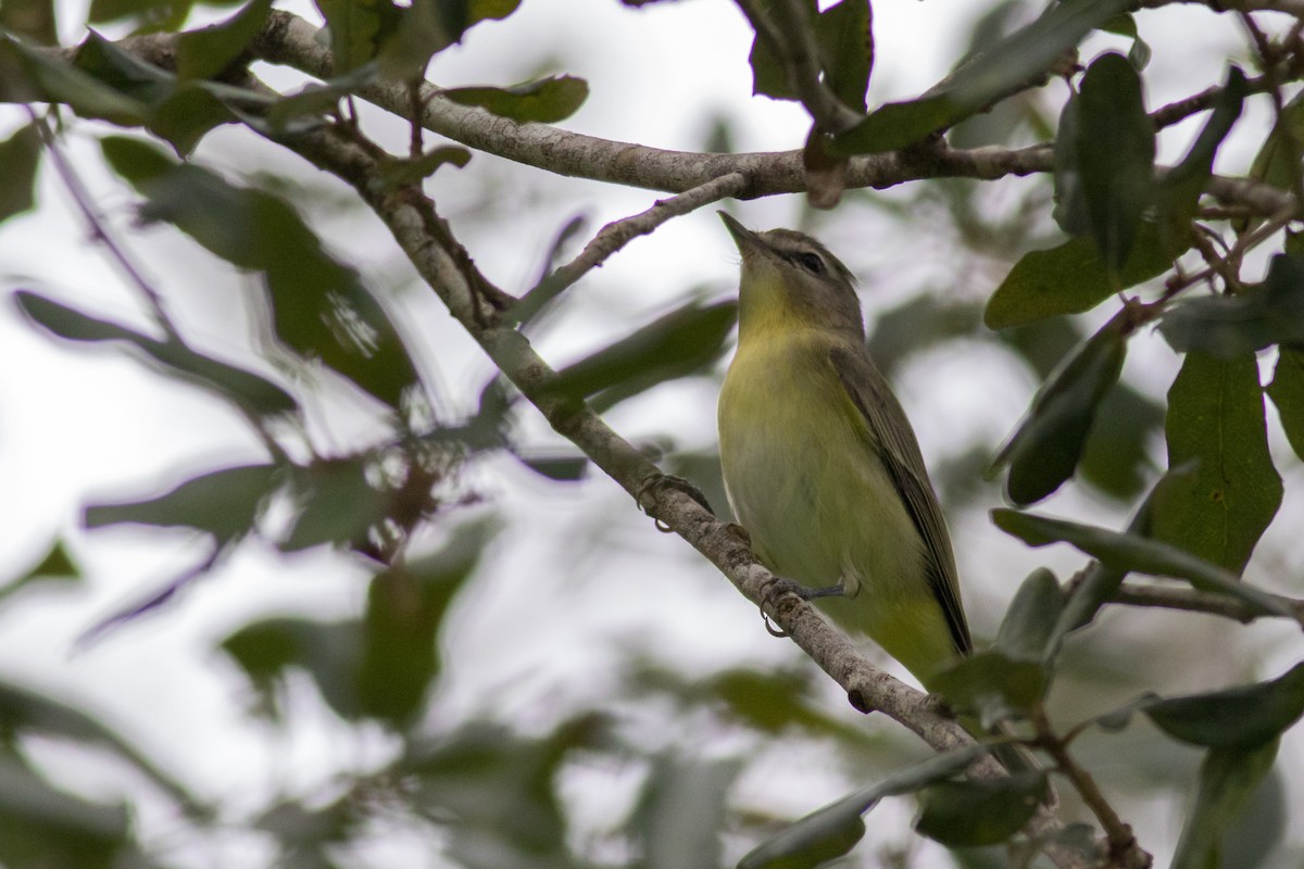 Philadelphia Vireo - ML183483971