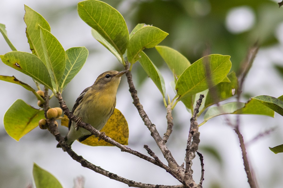 Blackburnian Warbler - ML183484021