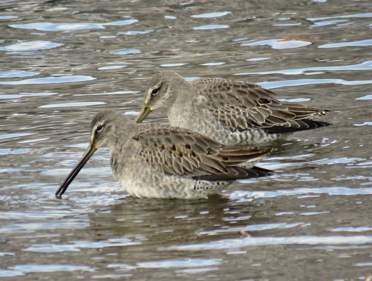 Long-billed Dowitcher - ML183486141