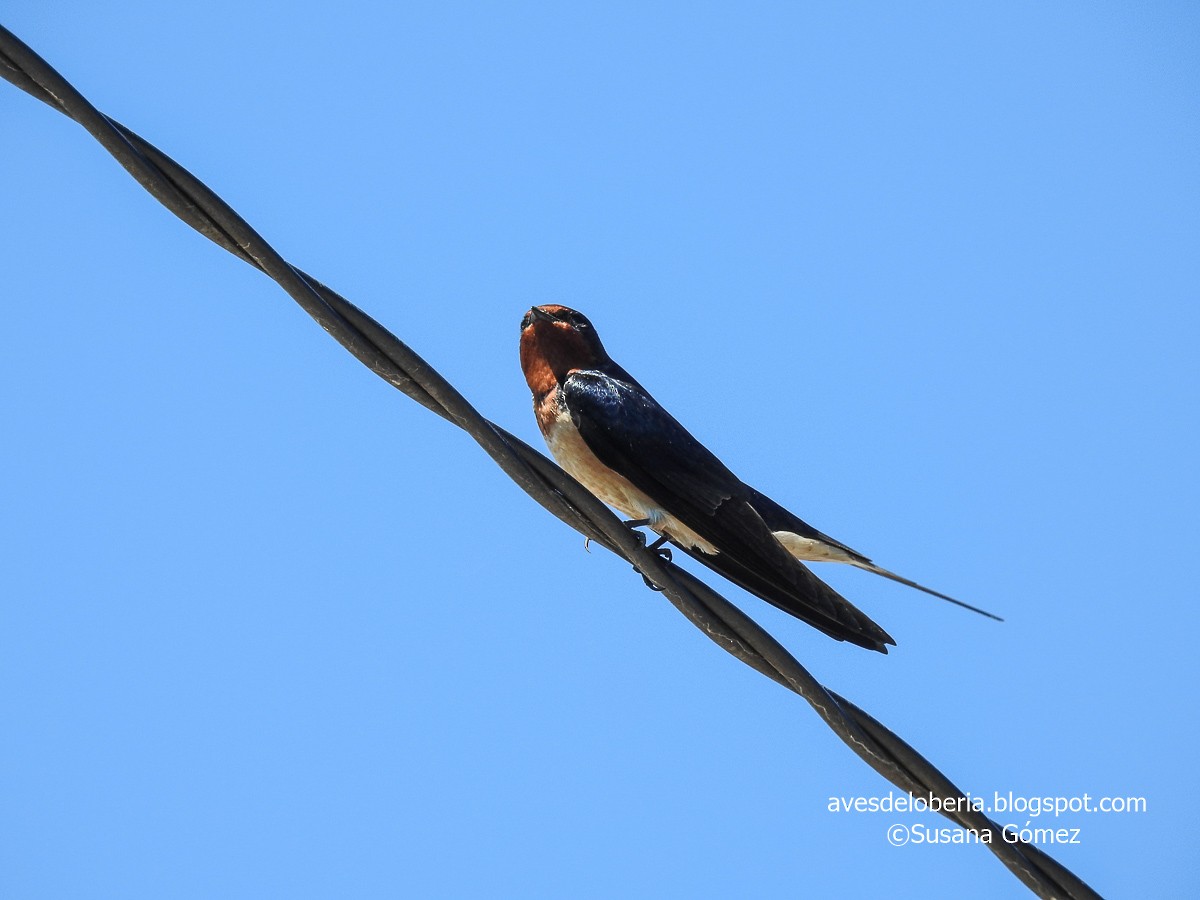 Barn Swallow - ML183486351