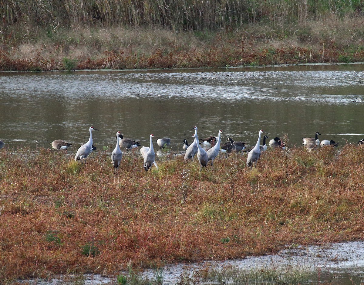 Sandhill Crane - ML183486961