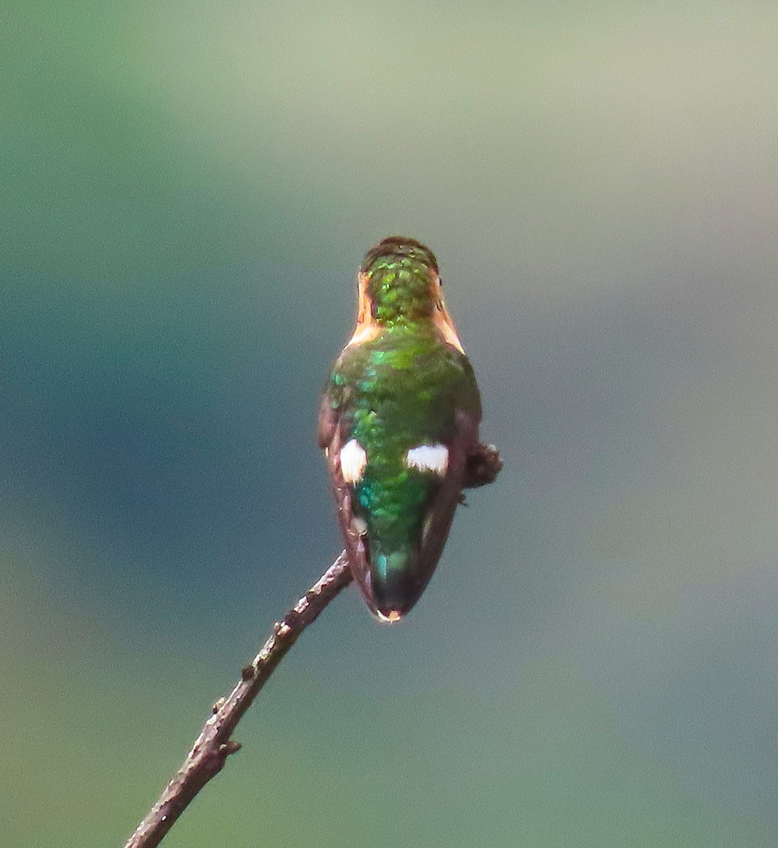 Sparkling-tailed Hummingbird - ML183489081