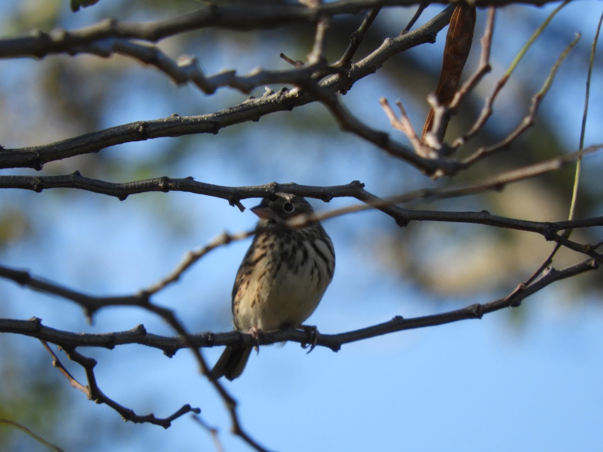 Vesper Sparrow - Lisa Scheppke