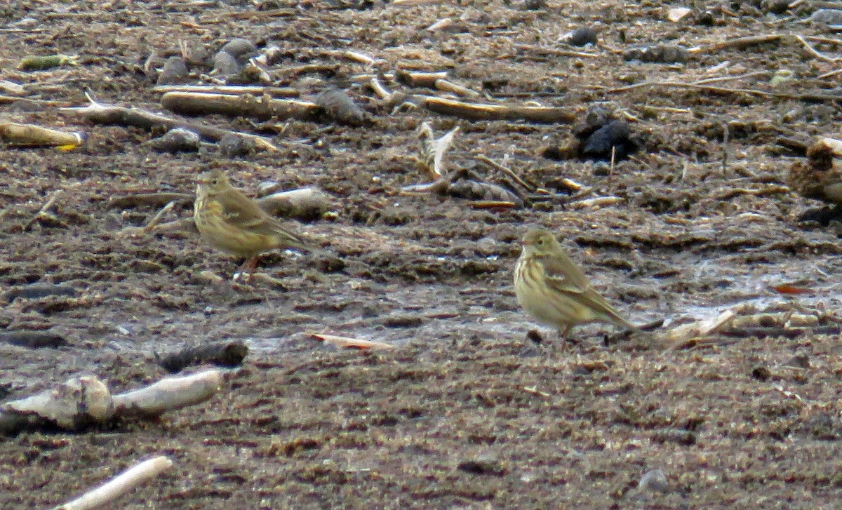 American Pipit - JoAnn Potter Riggle 🦤