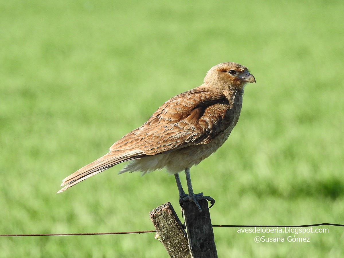 Chimango Caracara - Susana Gómez