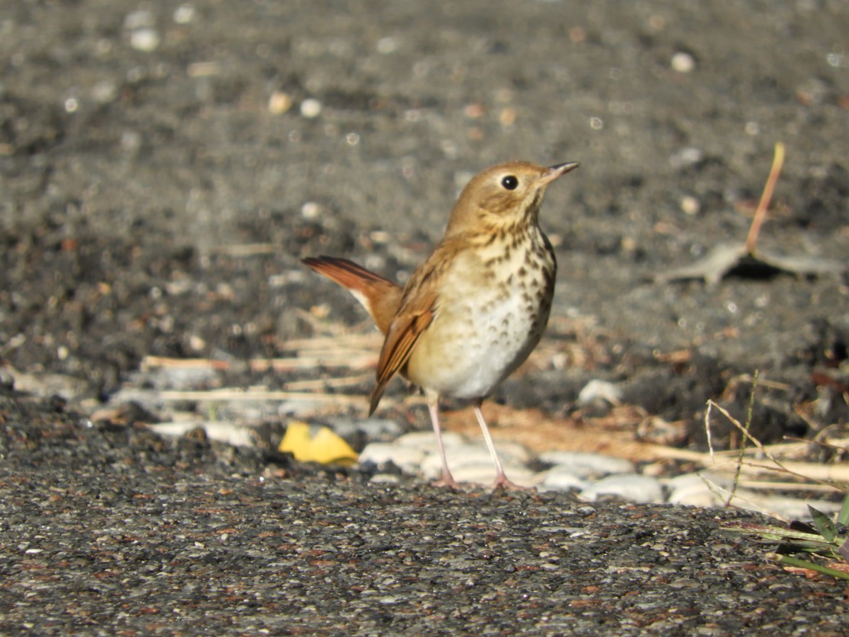 Hermit Thrush - ML183492211