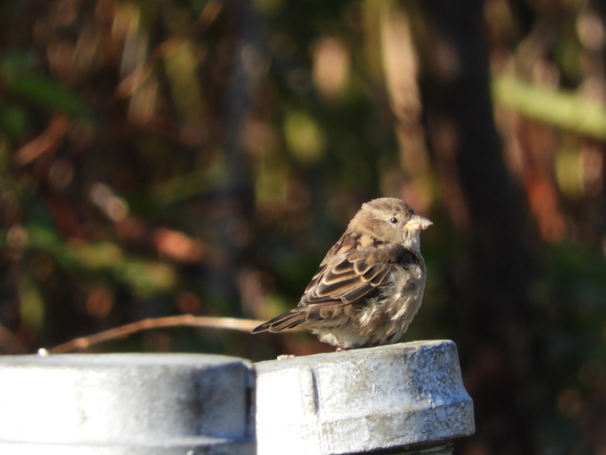 House Sparrow - Lisa Scheppke