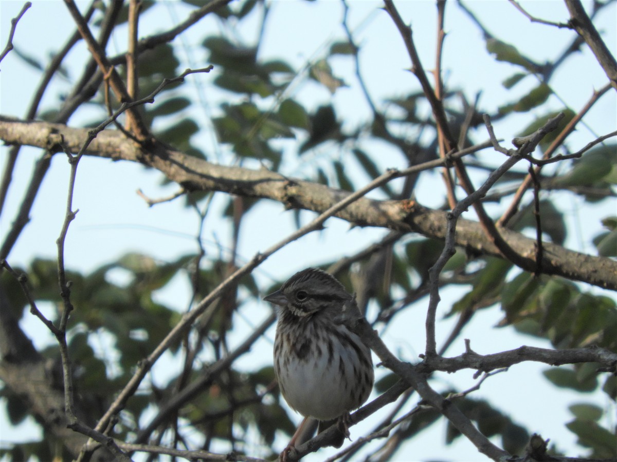 Song Sparrow - Lisa Scheppke