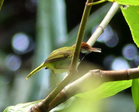 Dark-necked Tailorbird - ML183492451
