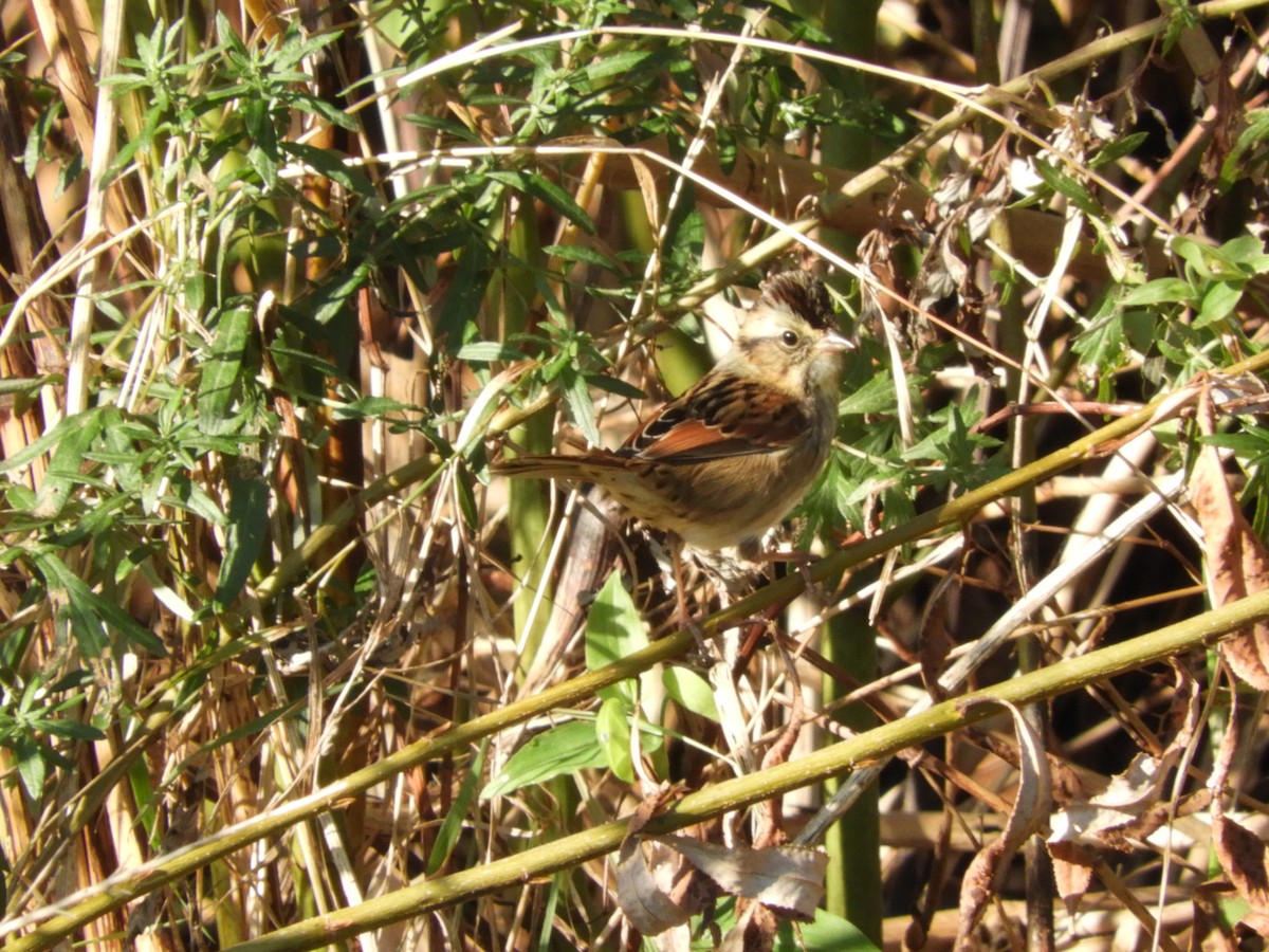 Swamp Sparrow - Lisa Scheppke