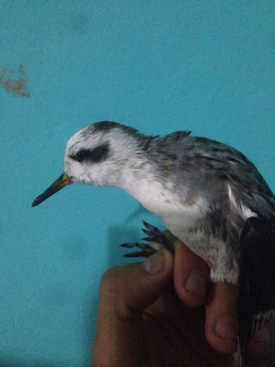 Phalarope à bec large - ML183492921