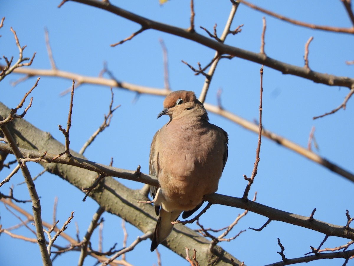 Mourning Dove - ML183493001