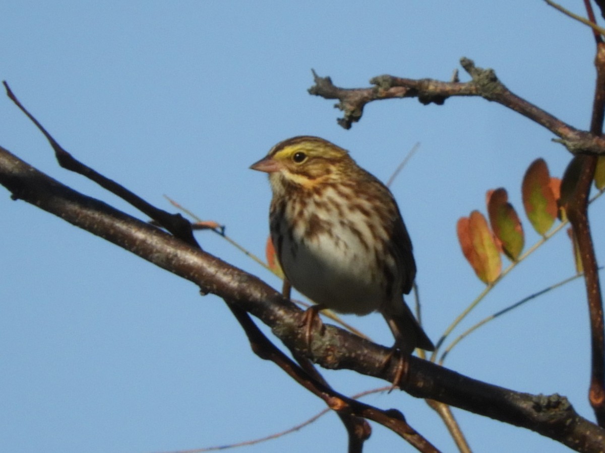 Savannah Sparrow - Lisa Scheppke