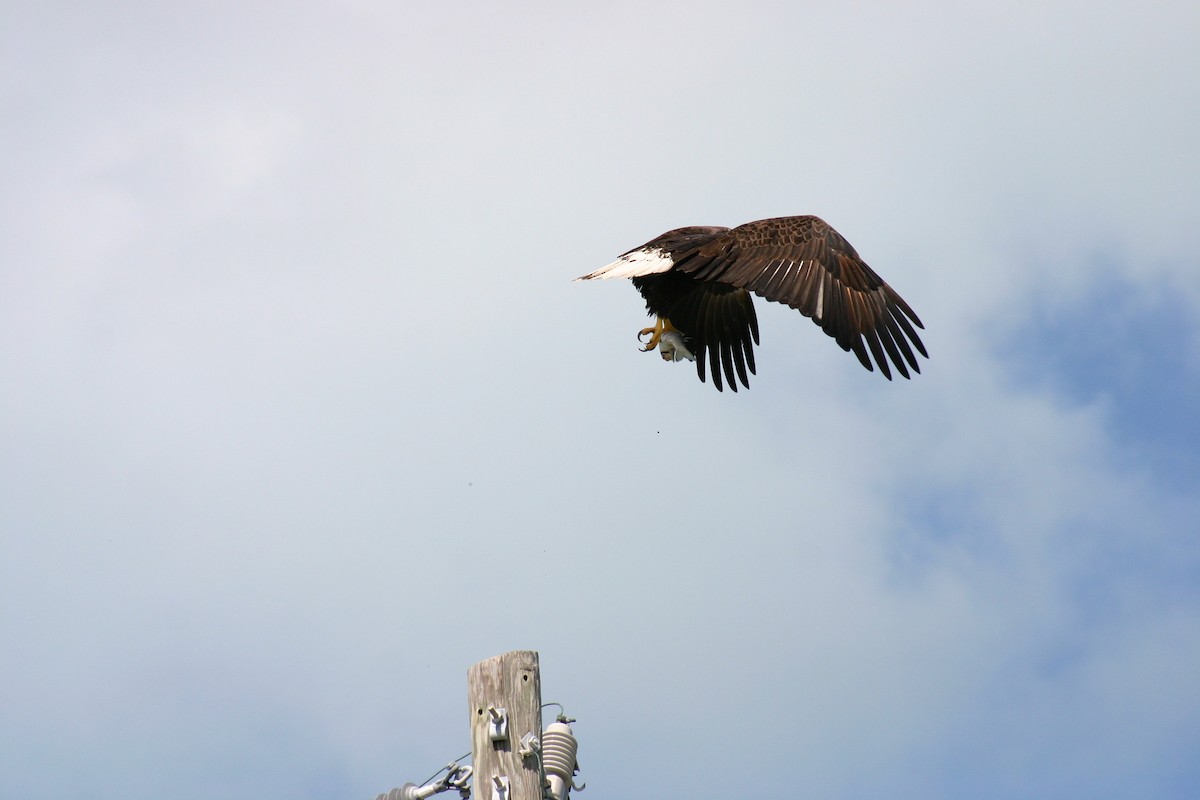 Bald Eagle - ML183494551