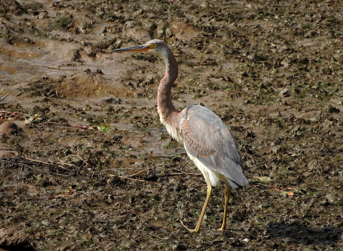 Tricolored Heron - ML183494561