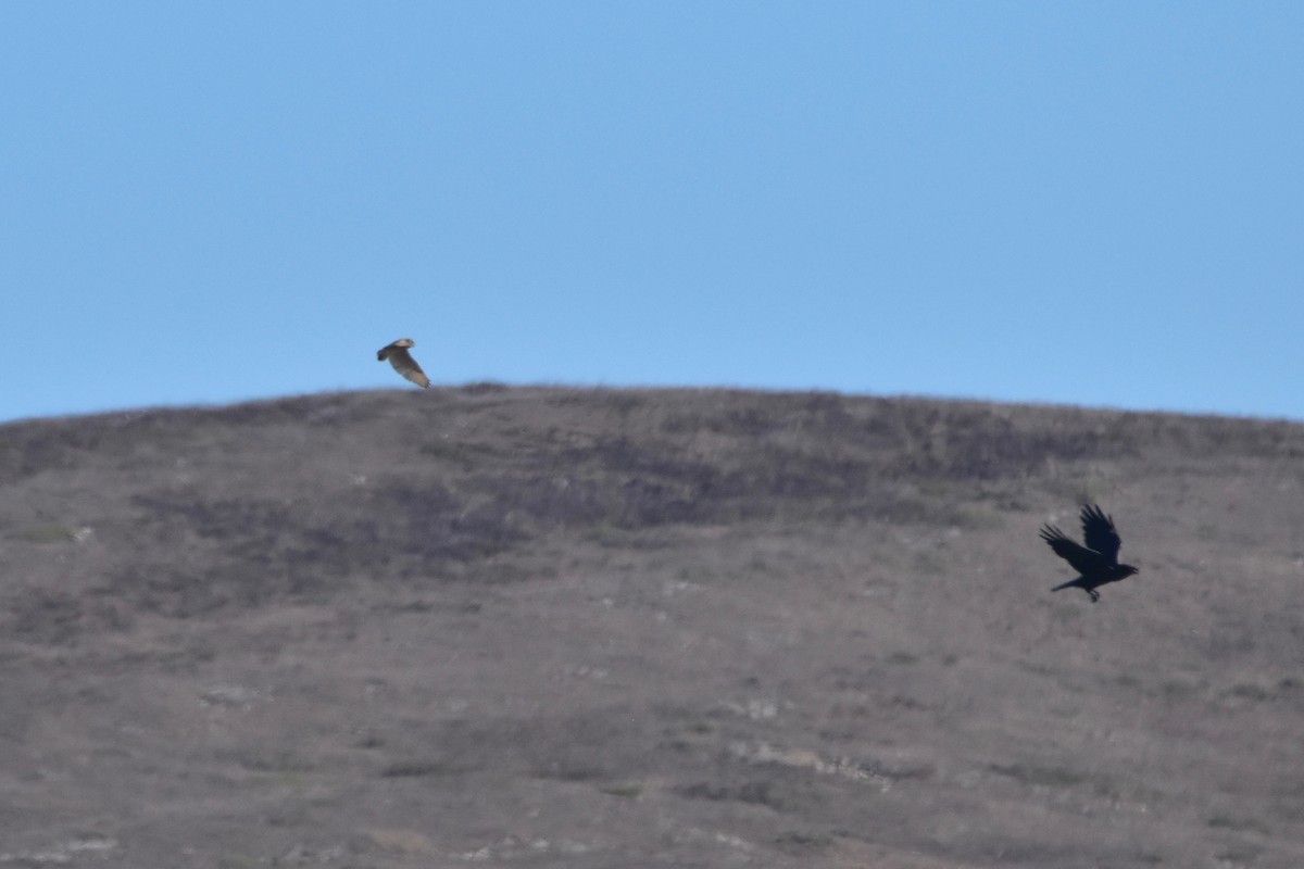 Burrowing Owl - ML183494871