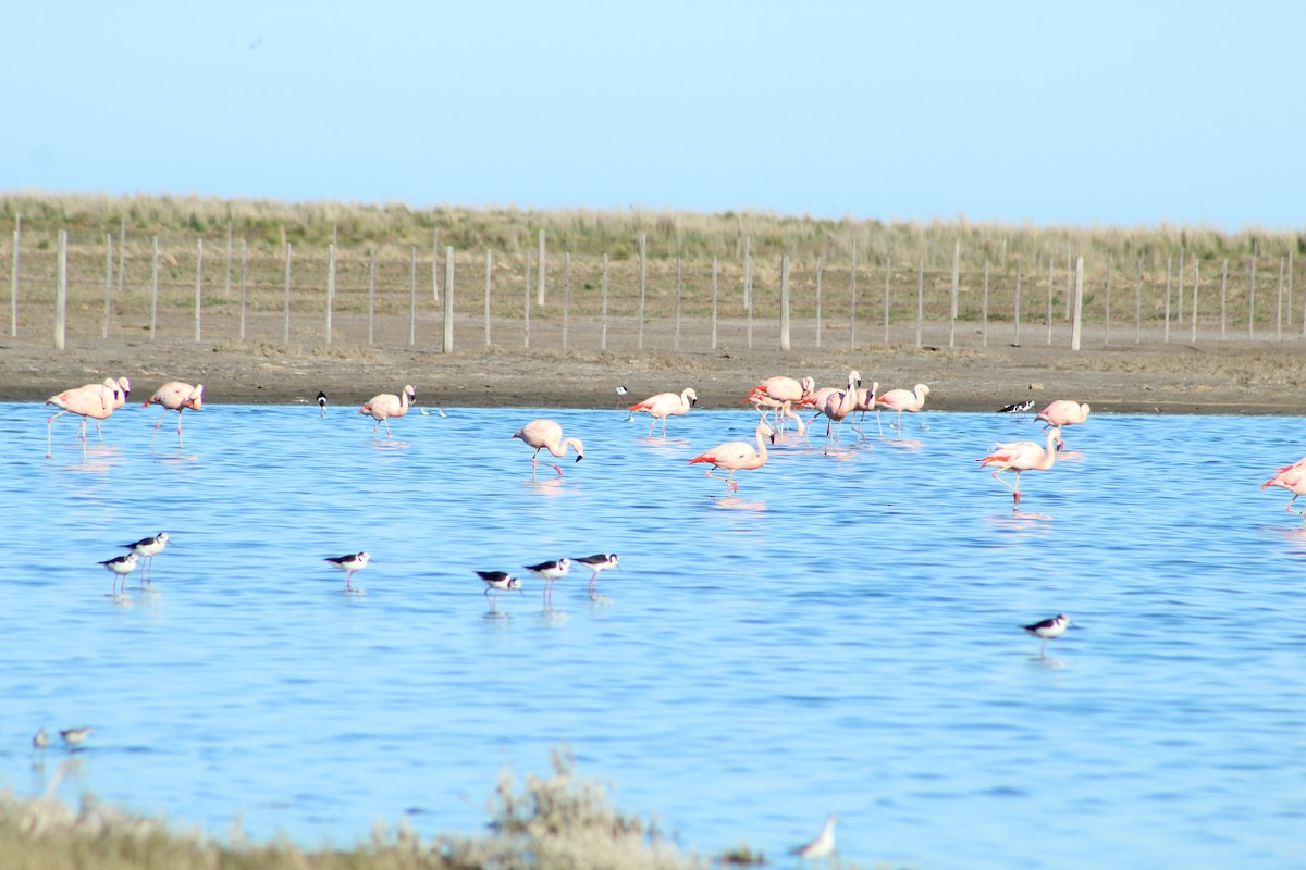 Chilean Flamingo - ML183495221