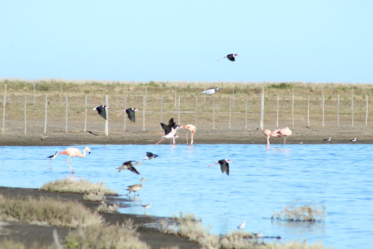 Black-necked Stilt - ML183495321