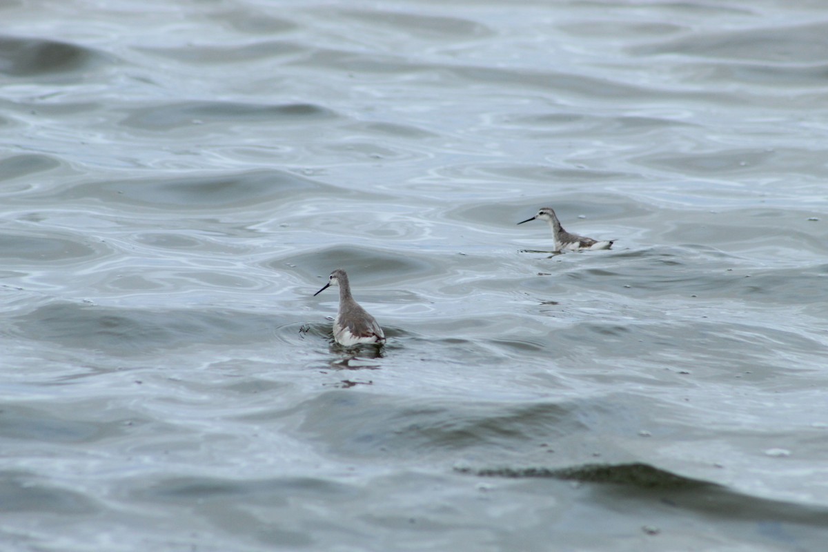 Wilson's Phalarope - ML183495481