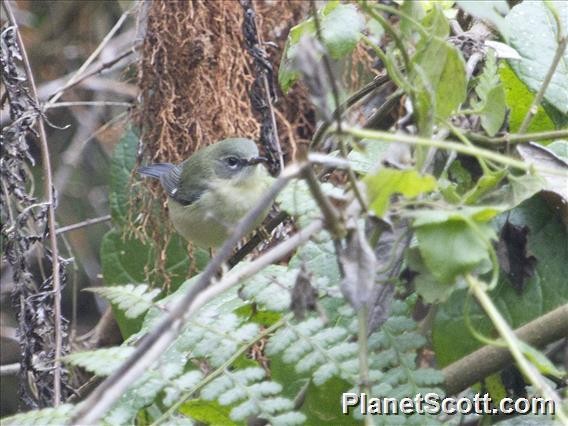 Black-throated Blue Warbler - Scott Bowers