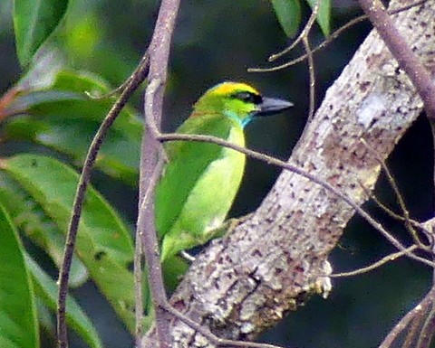 Yellow-crowned Barbet - Femi Faminu