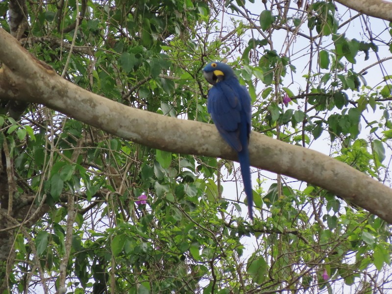 Hyacinth Macaw - ML183496561