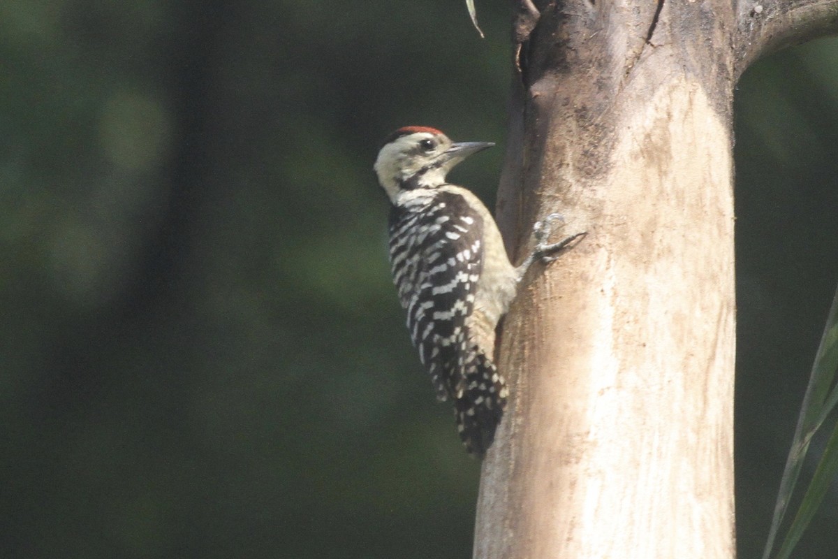Freckle-breasted Woodpecker - ML183496861