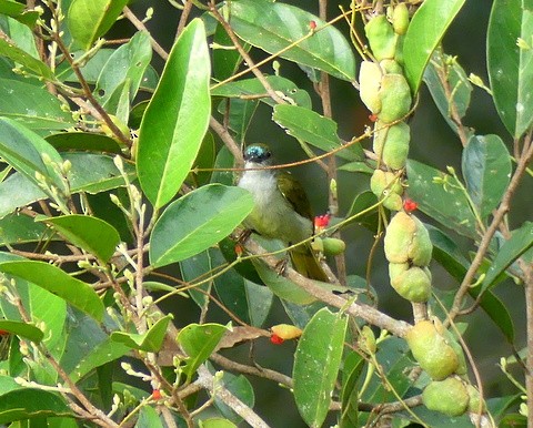 Schlichtnektarvogel - ML183496941