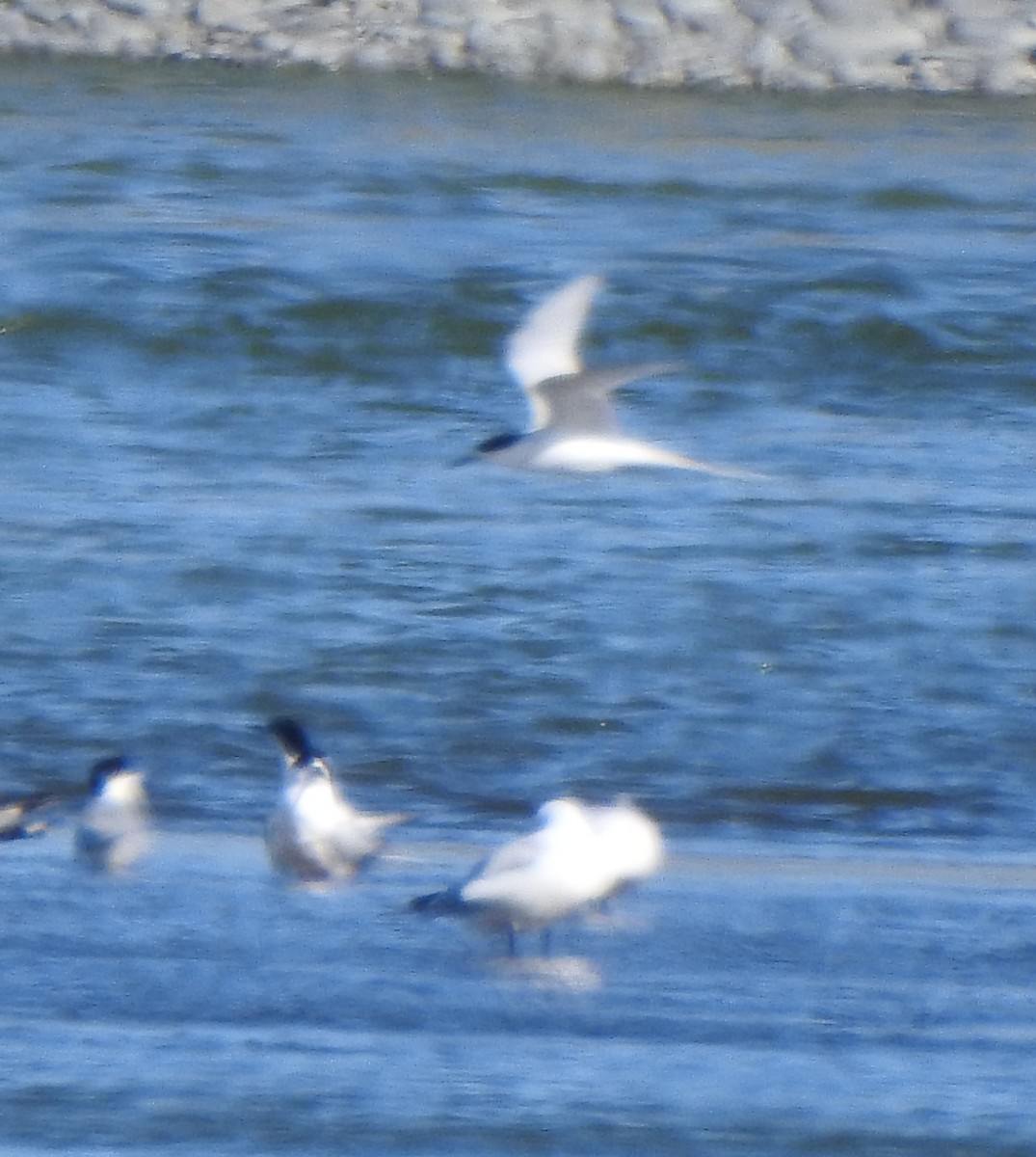 White-fronted Tern - ML183496981